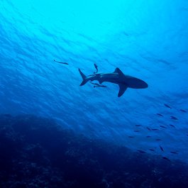 Great Barrier Reef, Australia Photo #3 by bluegroper from pixabay