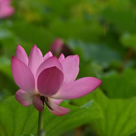 Beihai Park, Beijing Photo #2 by PPPSDavid from pixabay