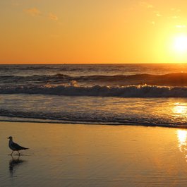 Jacksonville Beach, Jacksonville Photo #6 by veronica_kaupert from pixabay