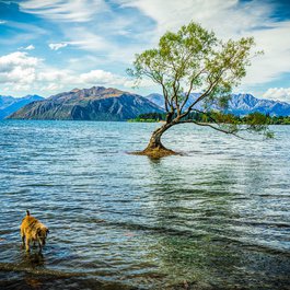 Lake Wānaka, New Zealand Photo #4 by Michelle_Raponi from pixabay