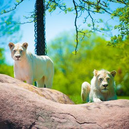 Toronto Zoo, Toronto Photo #1 by imramugh from pixabay