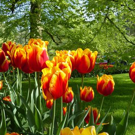 Keukenhof, Utrecht Photo #2 by jovanel from pixabay
