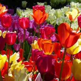 Netherlands itinerary, Keukenhof