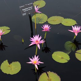 Denver Botanic Gardens, Denver Photo #5 by SecretAgentMedia from pixabay