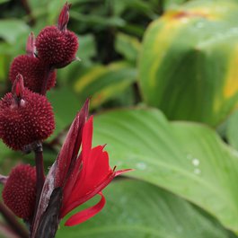 Denver Botanic Gardens, Denver Photo #7 by SecretAgentMedia from pixabay