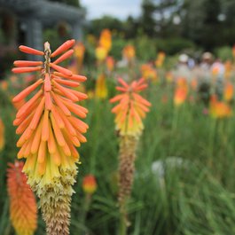 Denver Botanic Gardens, Denver Photo #8 by SecretAgentMedia from pixabay