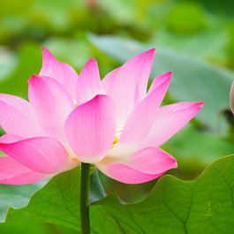 Taipei Botanical Garden, Taipei Photo #3 by Hugo_ob from pixabay