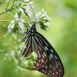 Taipei Botanical Garden, Taipei Photo #7 by Hugo_ob from pixabay