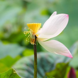 Taipei Botanical Garden, Taipei Photo #9 by Hugo_ob from pixabay