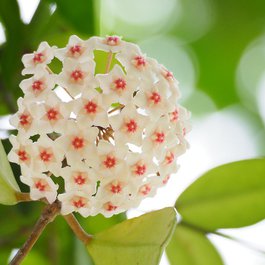 Taipei Botanical Garden, Taipei Photo #5 by Hugo_ob from pixabay