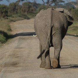 Amboseli National Park, Kenya Photo #8 by RoDobby from pixabay