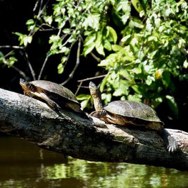Tortuguero, Costa Rica Photo #3 by falco from pixabay