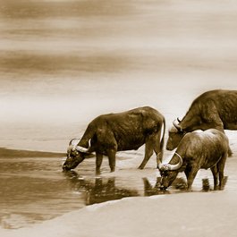 Buffalo River, Buffalo Photo #2 by IanZA from pixabay
