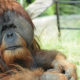 Borneo, Indonesia Photo #3 by slaw12345 from pixabay