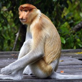 Borneo, Malaysia Photo #4 by RichardMc from pixabay