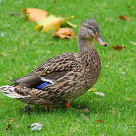 Phoenix Park, Dublin Photo #2 by sharonang from pixabay