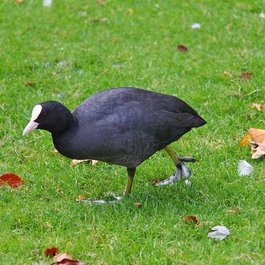Phoenix Park, Dublin Photo #5 by sharonang from pixabay