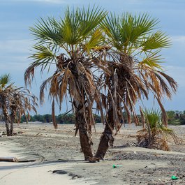Lake Turkana, Kenya Photo #1 by artsysolomon from pixabay