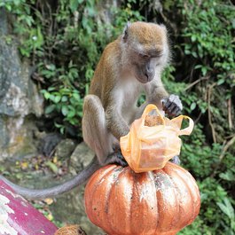 Batu Caves, Kuala Lumpur Photo #7 by photosforyou from pixabay