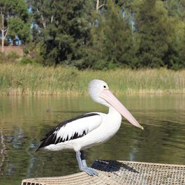 Adelaide, Australia Photo #4 by Chesna from pixabay