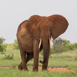 Tsavo East National Park, Kenya Photo #1 by muradswaleh from pixabay