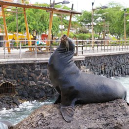 Galápagos Islands, Galapagos Islands Photo #8 by wasi1370 from pixabay