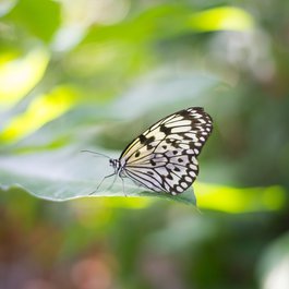 Houston Museum Of Natural Science, Houston Photo #1 by jamadrien from pixabay