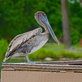 City Park, New Orleans Photo #3 by raggio5 from pixabay