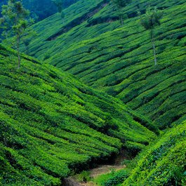 Munnar, Kerala Photo #7 by nandhukumar from pixabay