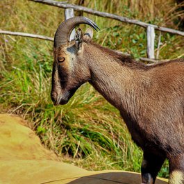 Eravikulam National Park, Kerala Photo #3 by nandhukumar from pixabay