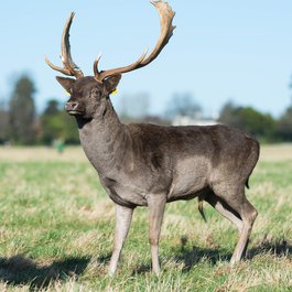 Phoenix Park, Dublin Photo #1 by rdpolidario from pixabay