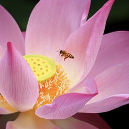 Taiwan itinerary, Taipei Botanical Garden