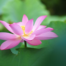 Taipei Botanical Garden, Taipei Photo #4 by Hugo_ob from pixabay