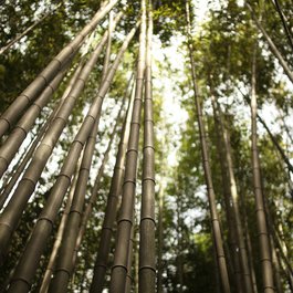 Arashiyama, Kyoto Photo #7 by linaberlin from pixabay