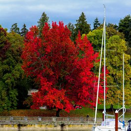 Stanley Park, Vancouver Photo #9 by Wickedgood from pixabay