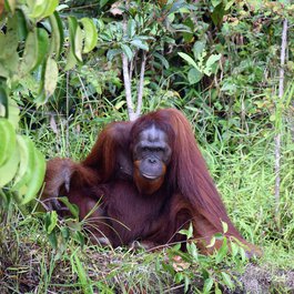 Borneo, Indonesia Photo #2 by VanZonneveld from pixabay