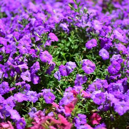 Dubai Miracle Garden, Dubai Photo #2 by jayakv from pixabay