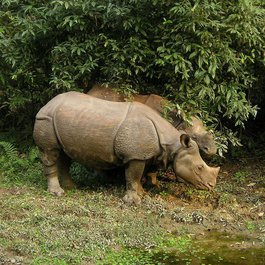Chitwan National Park, Nepal Photo #2 by Simon from pixabay