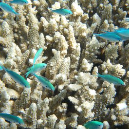 Great Barrier Reef, Australia Photo #4 by csharker from pixabay