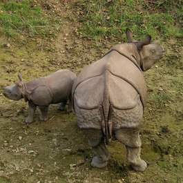 Chitwan National Park, Nepal Photo #4 by Simon from pixabay