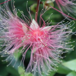 Taipei Botanical Garden, Taipei Photo #8 by purrlicious from pixabay