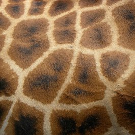 Giraffe Centre, Nairobi Photo #1 by tracyhammond from pixabay