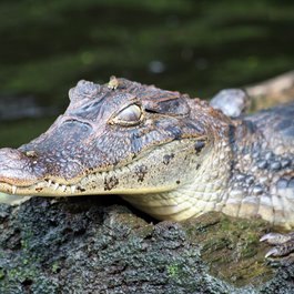 Tortuguero, Costa Rica Photo #7 by mirestena from pixabay