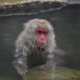 Jigokudani Monkey Park, Nagano Photo #6 by Santa3 from pixabay
