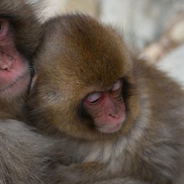 Jigokudani Monkey Park, Nagano Photo #1 by Santa3 from pixabay