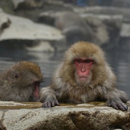 Jigokudani Monkey Park, Nagano Photo #9 by Santa3 from pixabay