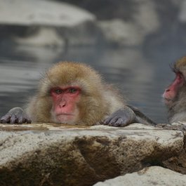 Jigokudani Monkey Park, Nagano Photo #5 by Santa3 from pixabay