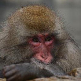 Jigokudani Monkey Park, Nagano Photo #3 by Santa3 from pixabay