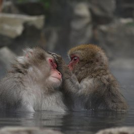 Jigokudani Monkey Park, Nagano Photo #4 by Santa3 from pixabay