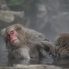 Jigokudani Monkey Park, Nagano Photo #7 by Santa3 from pixabay